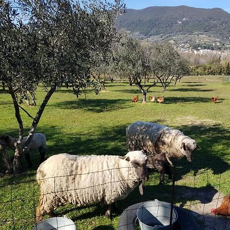 Studio En Campagne Dans Une Ferme Bio Lägenhet Nyons Exteriör bild